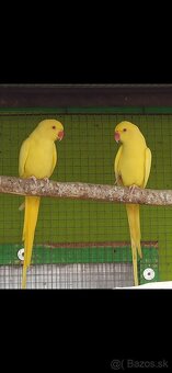 Alexander Malý, - 2