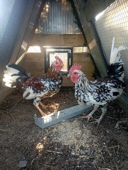 Kohútikovia liliputky - 2