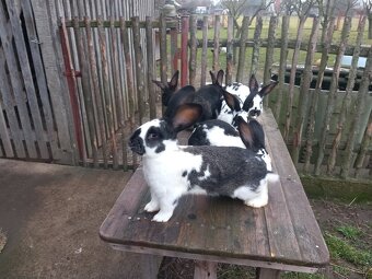 Predám králiky . - 2