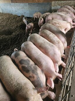 JATOČNE OŠIPANE - 2