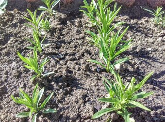 Fizostérga viržínska - 2