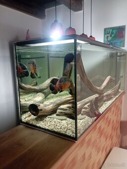 Akvarium - 2