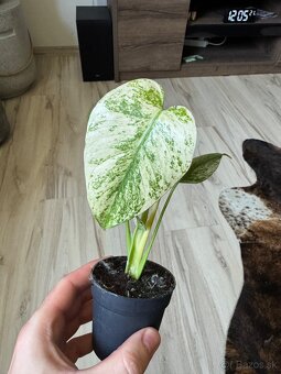 Monstera Deliciosa Mint Large form - 2