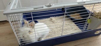 Trpasličí králik + klietka a príslušenstvo - 2