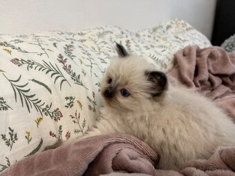 Ragdoll mačiatka - 2
