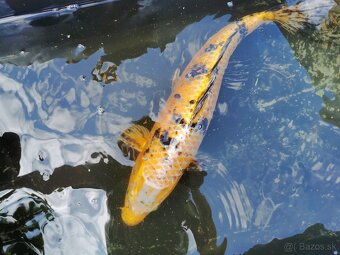 Koi - 2