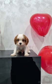 Cavalier king charles spaniel - 2