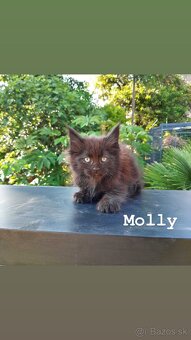 Mainská mývalia mačka / Maine Coon s PP - 2