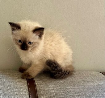 Ragdoll - 2