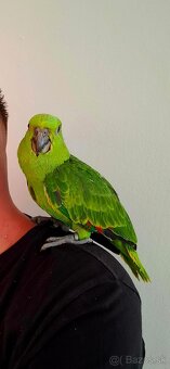 Amazona Auropalliata krotké mláďa - 2