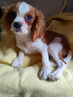 Cavalier, Cavalier king Charles spaniel - 2