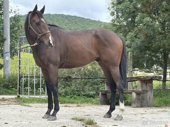 Valach - 2