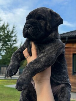 Šteniatka Bullmastiff - 2