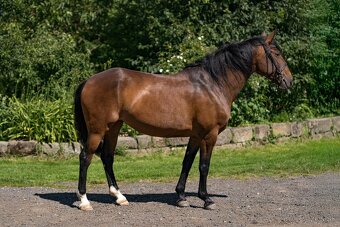 Lusitano klisna 8 let - 2