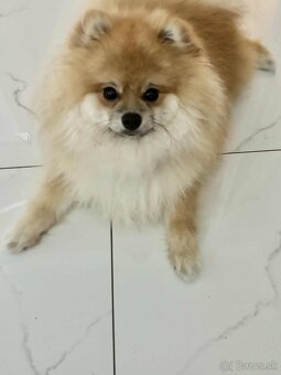 Predám pomeriana - 2