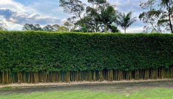 1-4 metrové žlté a zelené bambusy. - 2