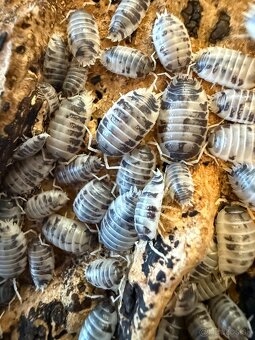 Isopody Dairy Cow - 2