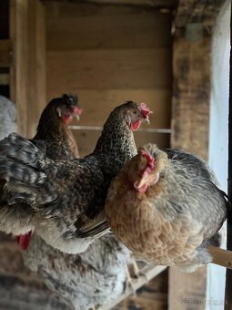 Predám NV plemena Cream Legbar - 2