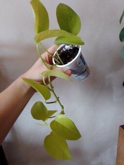Epipremnum neon - 2