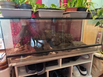 Terarium 100x40x40 +Agama bradatá - 2