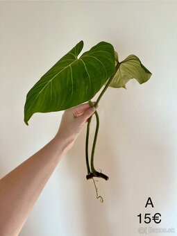 Philodendron Gloriosum odrezky - 2