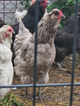 Ameraucana - 2