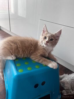 mačiatko s PP mainska myvalia/ maine coon - 2