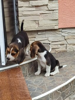 Beagle bigl bigel - 2