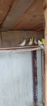 agapornis,korela,andulka - 2