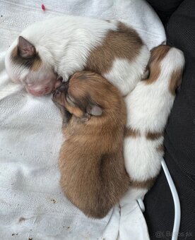 Pomeranian s PP ( FCI) - - 2