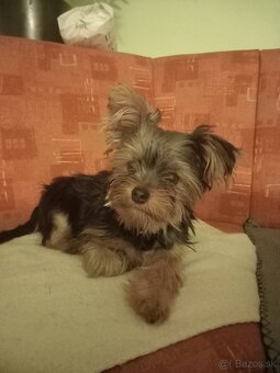 Predám Yorkshire teriér - 2