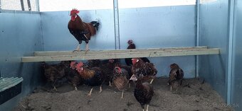 Vlaška Porcelánová nasadove vajcia - 2