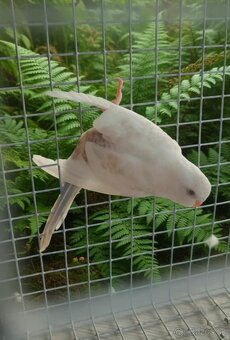 BLACKFACE andulky - 2