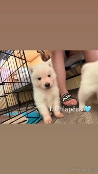 Predám šteniatka sibírsky husky biely - 2