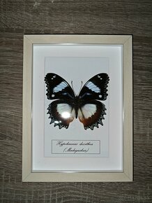 Motýle  v ráme - 2