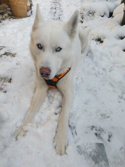 Sibírsky Husky na krytie - 2