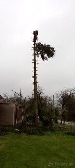 Rizikové pílenie stromov, výrub stromov, orez stromov. - 2