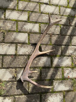 Jelenie zhody/parohy 55cm - 2