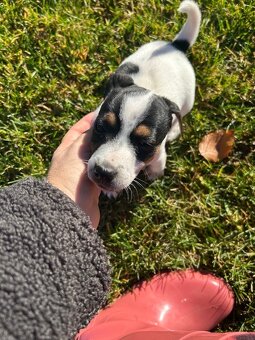 Jack Russel teriér - 2