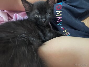 Darujem mačiatko - 2