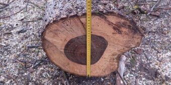 Predám orechové drevo - 2