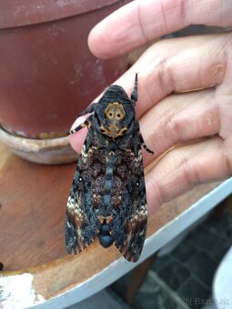 Acherontia atropos - 2