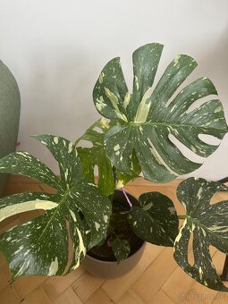 Monstera thai constalation - 2