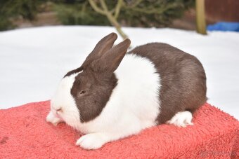 Predam Holandsky - 2