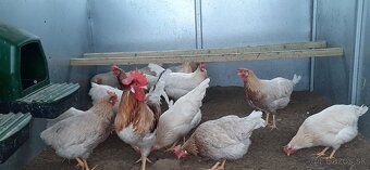 Vlaška Červeno sedlata nasadove vajcia - 2