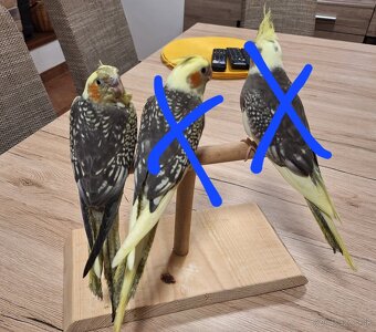 Predám krotke korely - 2