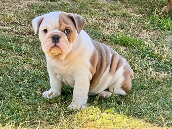 Anglicky Bulldog-fenka - 2