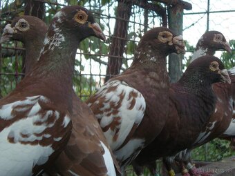 Predám poštové holuby Meulemans - 2