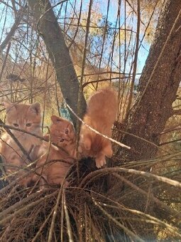 Darujem ryšavé mačiatka - 2