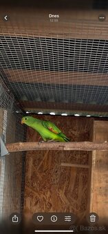 Papagáj Červenokrídly - 2